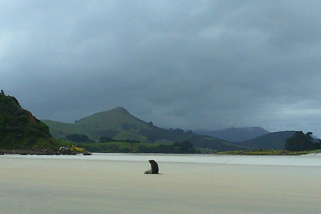 Bed and Breakfast Restview Dunedin Esterno foto